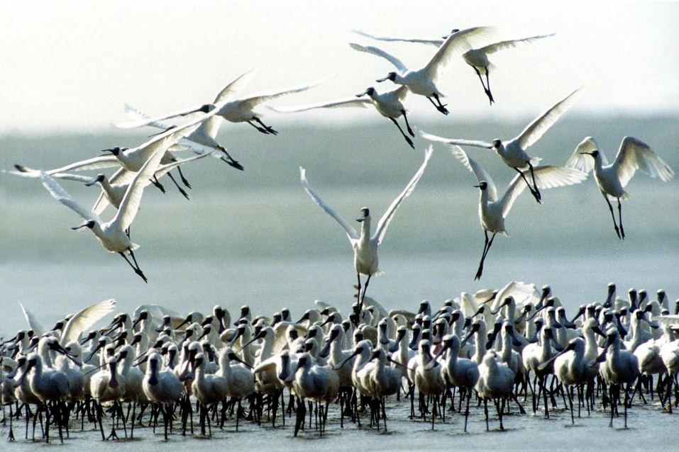 Black-faced Spoonbill tainan15
