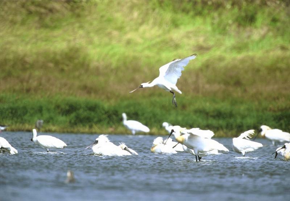Black-faced Spoonbill tainan5