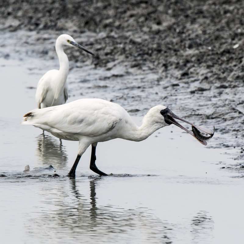 Black-faced Spoonbill