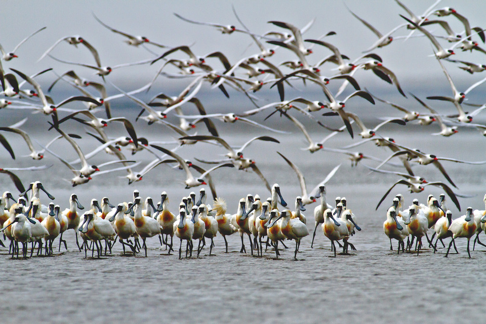 Black-faced spoonbills