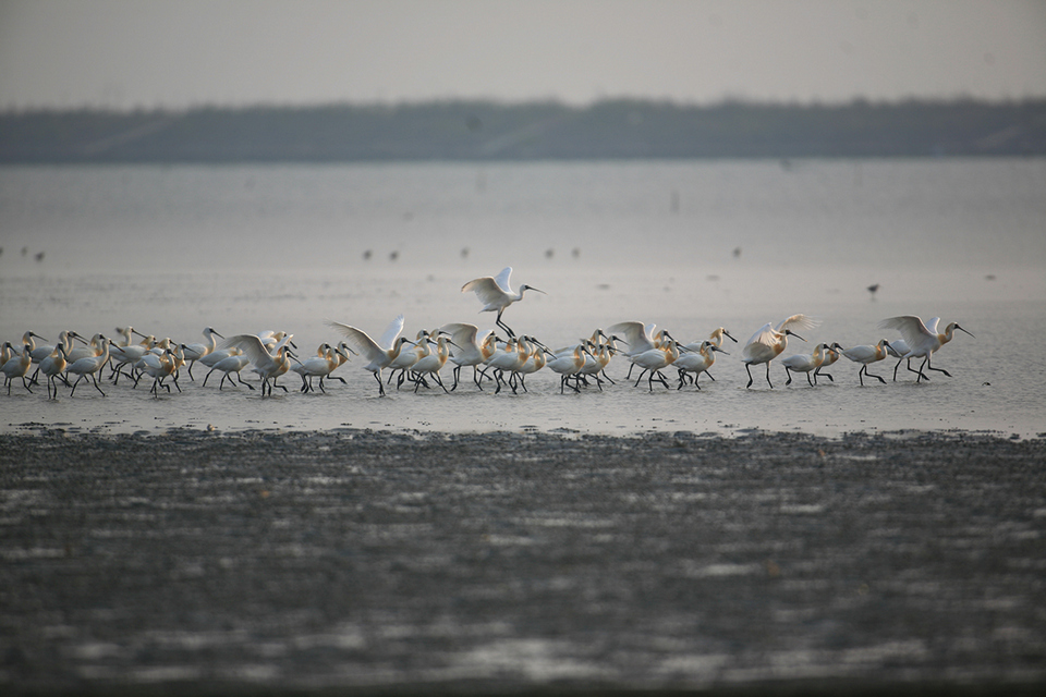 Taijiang National Park11