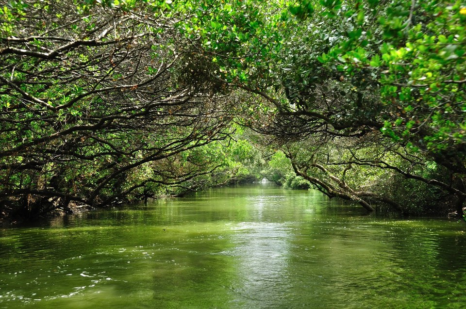 Taijiang National Park1115