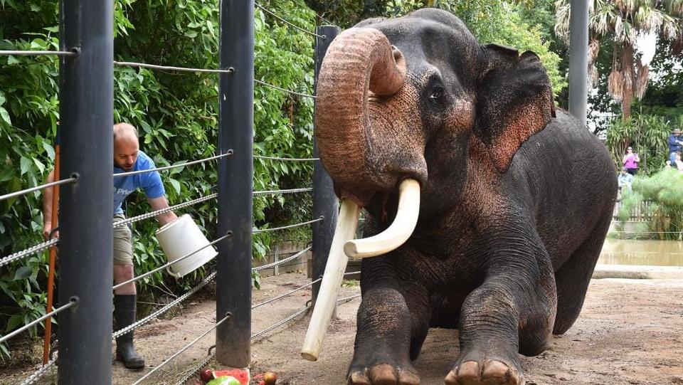 Bull elephant Bong Su at Melbourne Zoo
