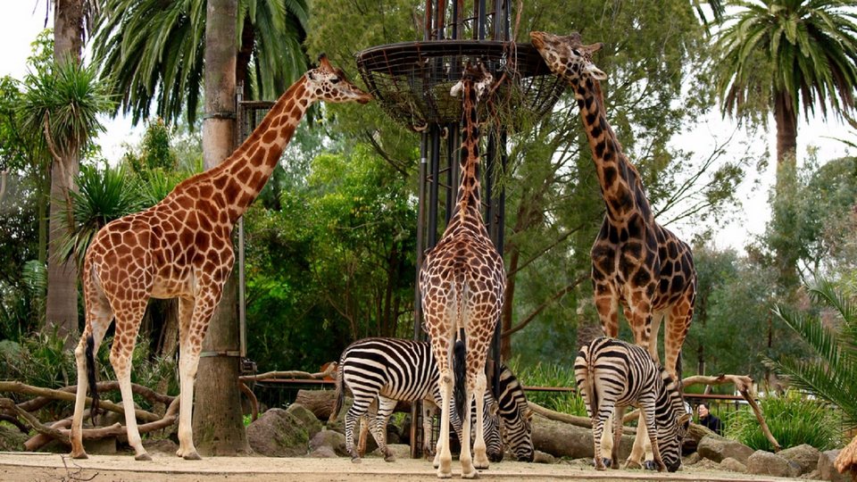 Giraffe viewing platform