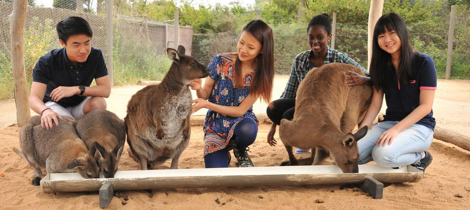 Kangaroo Close Up Encounter