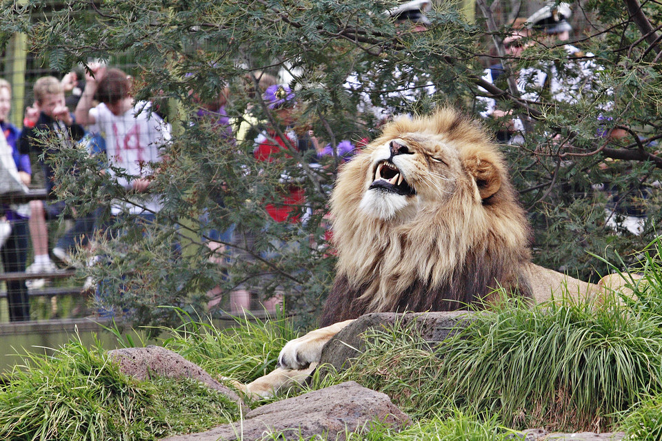 Lion_-_melbourne_zoo