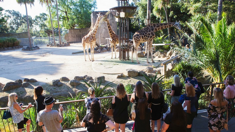 Melbourne Zoo24