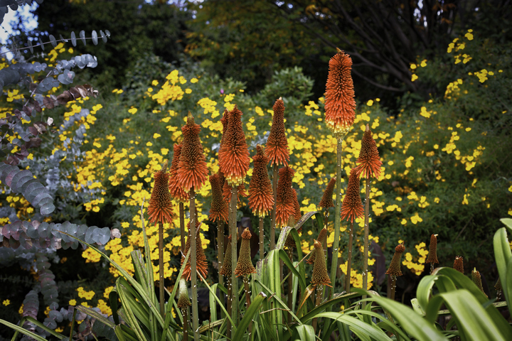 Royal.Botanic.Gardens.Melbourne.original.15533
