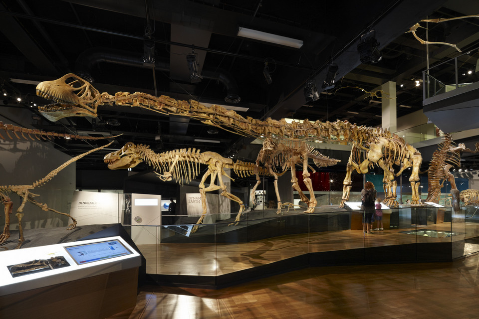 Tarbosaurus and Mamenchisaurus on display in the Dinosaur Walk exhibition.