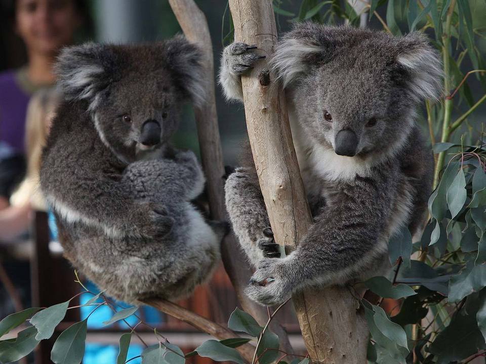 koalas_melbourne-zoo_mel_r_1408069_1150x640