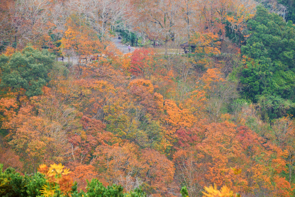 N017_Red-Maples-Shihmen-Dam-Taoyuan_S