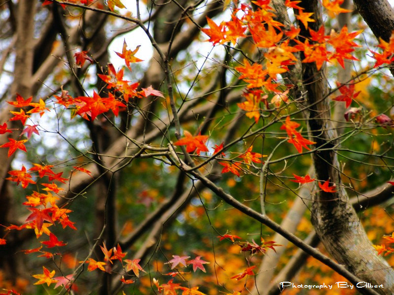 N017_Red-Maples-Shihmen-Dam-Taoyuan_S3