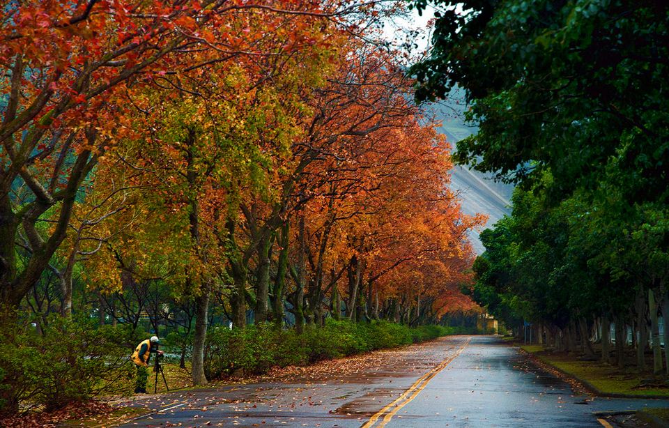 Red Maples Road Shihmen Dam, Taoyuan