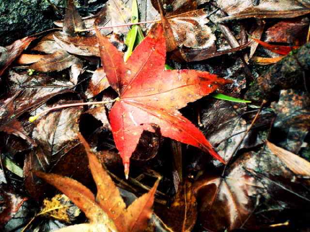 Xiao Wulai autumn
