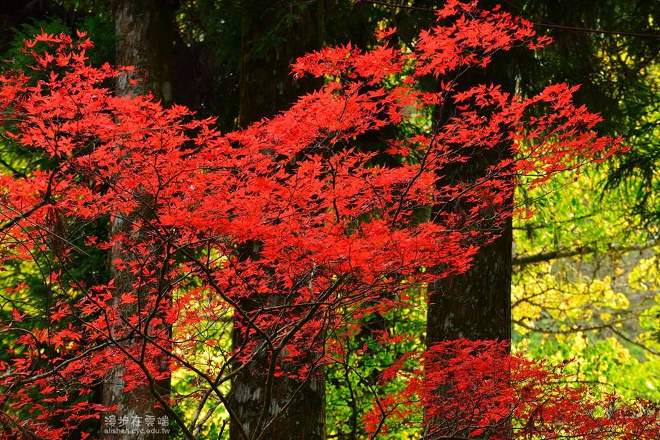 ,maple leaves season in taiwan,autumn foliage taiwan,fall foliage taiwan,taiwan autumn foliage,taiwan fall foliage
