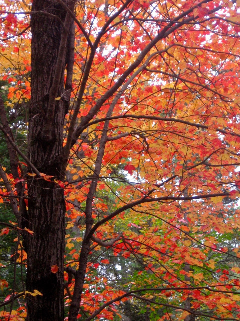,maple leaves season in taiwan,autumn foliage taiwan,fall foliage taiwan,taiwan autumn foliage,taiwan fall foliage