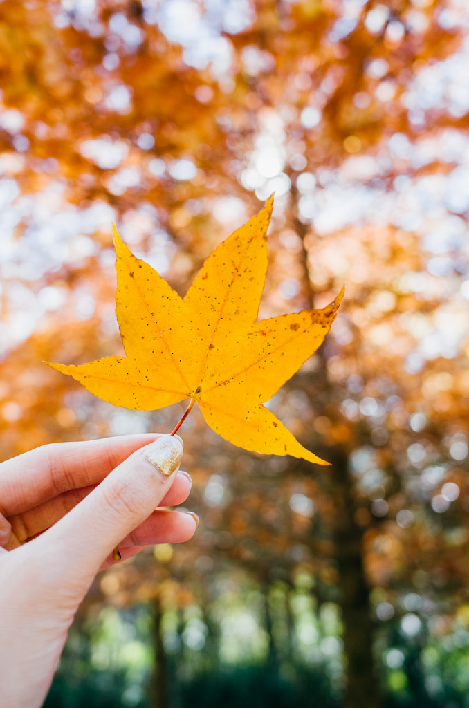 maple leaves season in taiwan best time to see autumn leaves in taiwan3