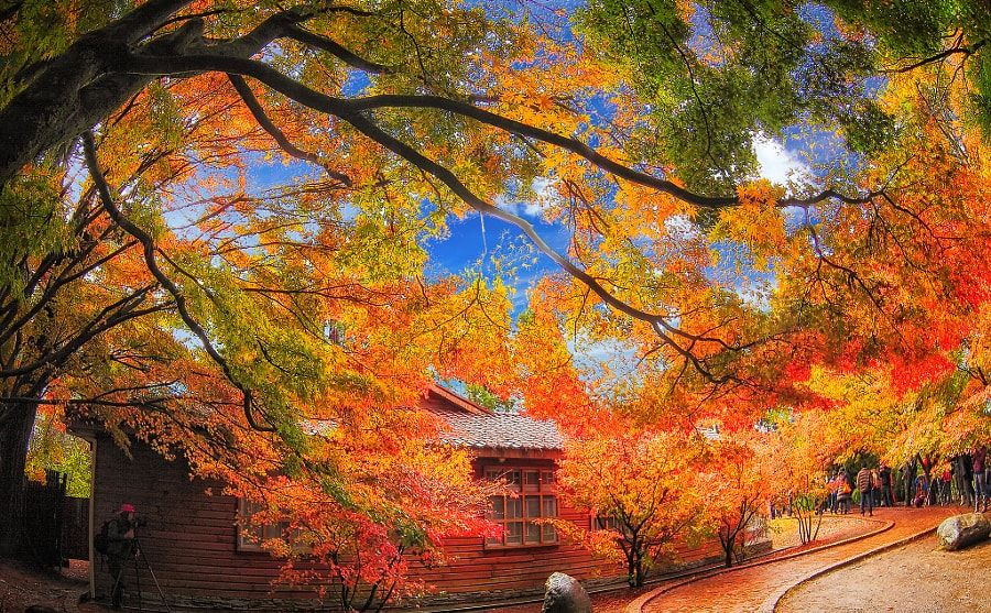 maple leaves season in taiwan best time to see autumn leaves in taiwan41
