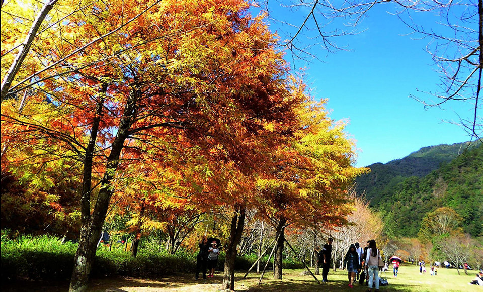 ,maple leaves season in taiwan,autumn foliage taiwan,fall foliage taiwan,taiwan autumn foliage,taiwan fall foliage