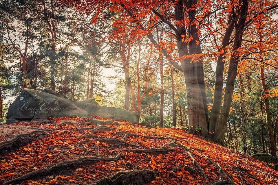 maple leaves season in taiwan best time to see autumn leaves in taiwan5