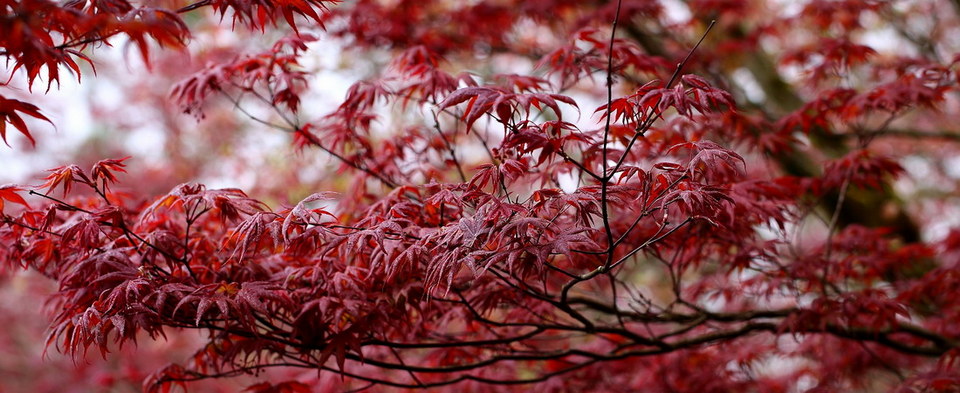Taipingshan autumn3