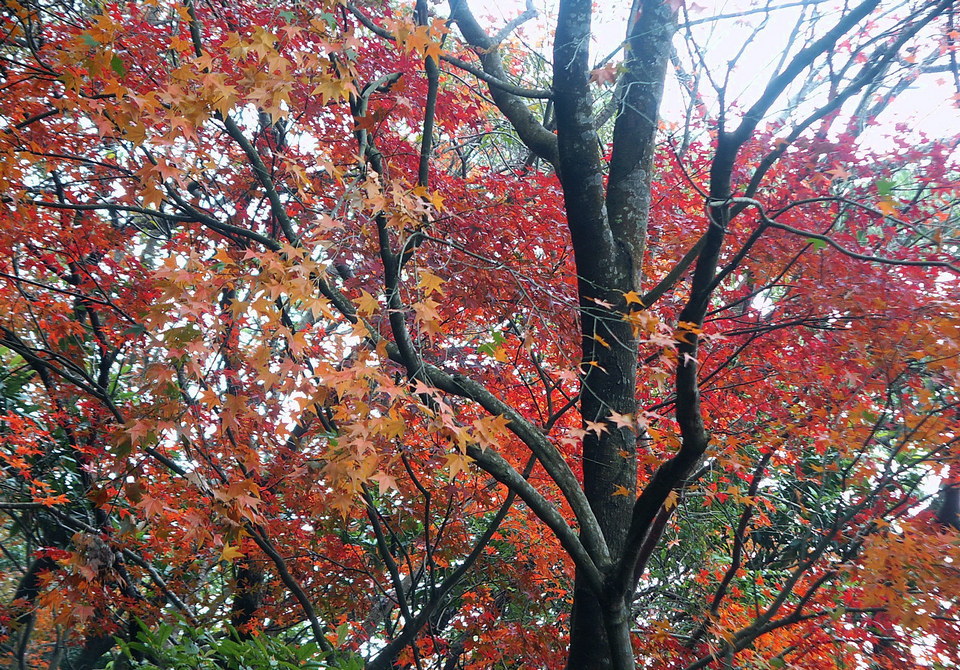 Red leaves on Zhongxing Road, Yangmingshan Park