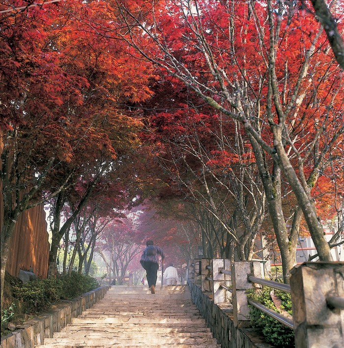 Taipingshan autumn3| taiwan fall foliage
