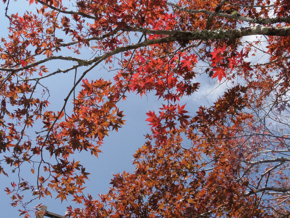 Taipingshan autumn3