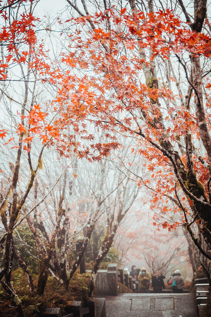 Taipingshan autumn3 Picture: maple leaves season in taiwan blog.