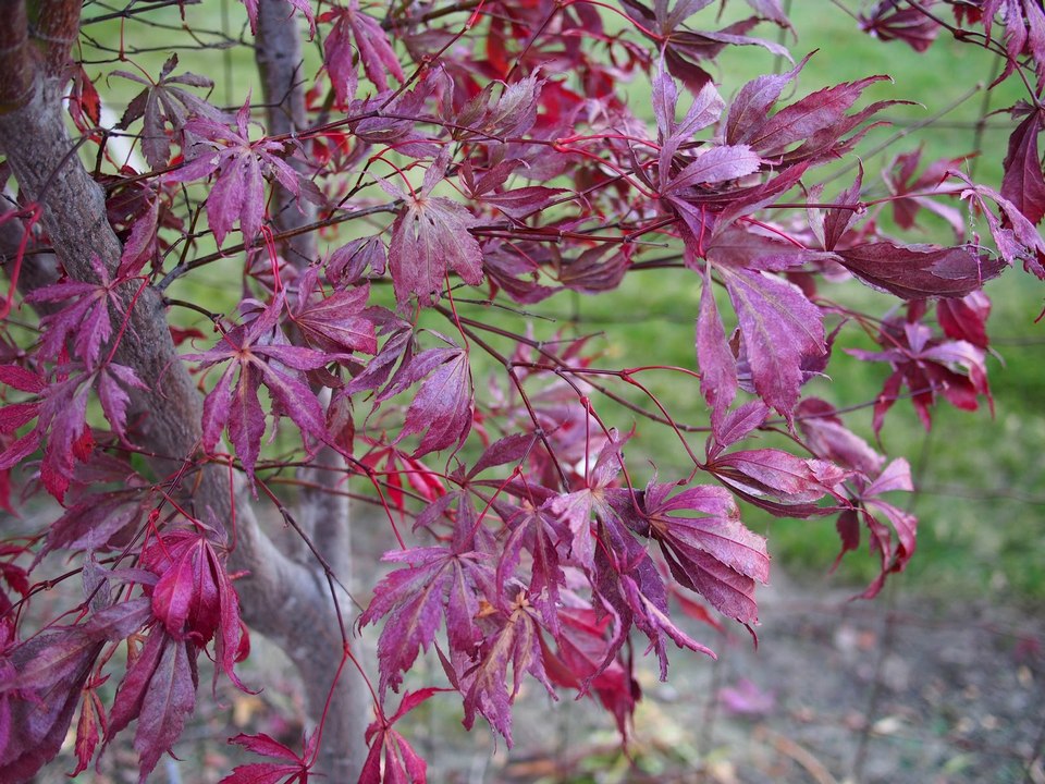 Taipingshan autumn purple maple leaves