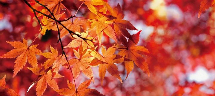 Wulai autumn