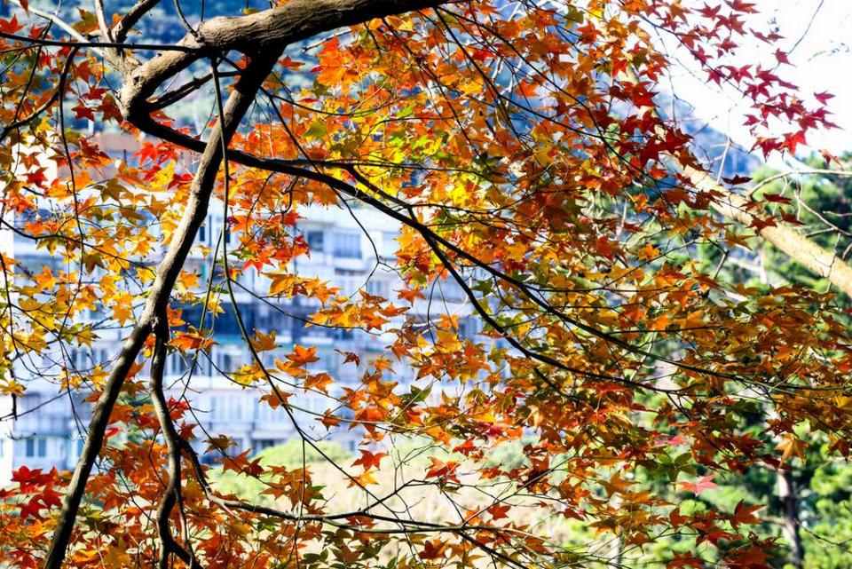 Yangmingshan autum leaves1