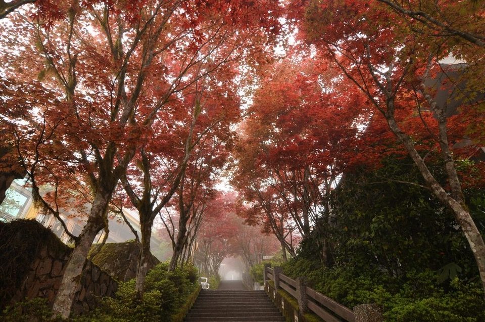 Yangmingshan autum leaves1