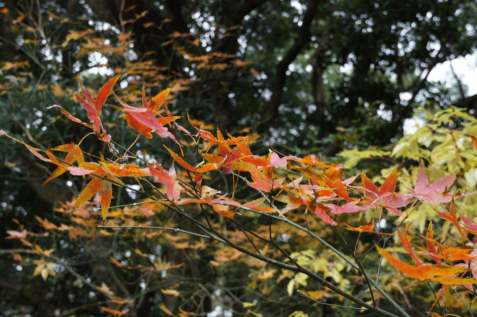 Yangmingshan autum leaves1