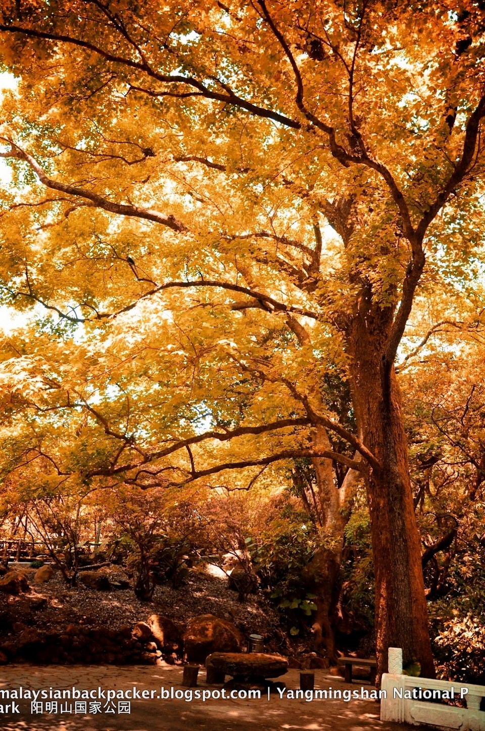 Yangmingshan autum leaves1