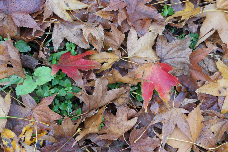 Yangmingshan autum leaves1
