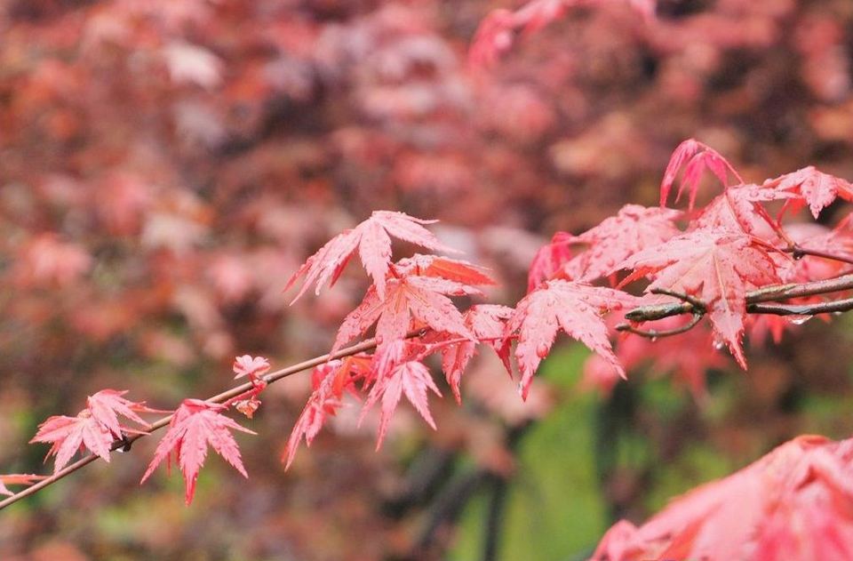 Yangmingshan autum leaves1