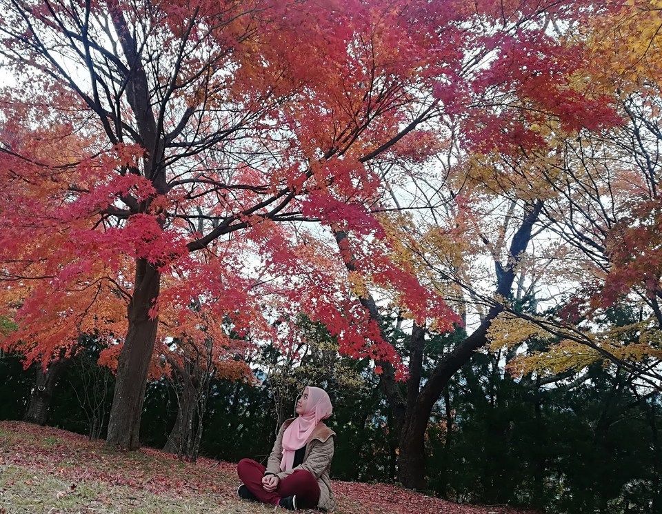 Yangmingshan autum leaves1