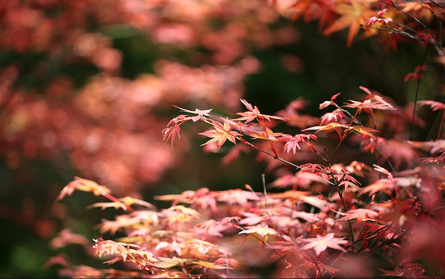 Yangmingshan autum leaves1