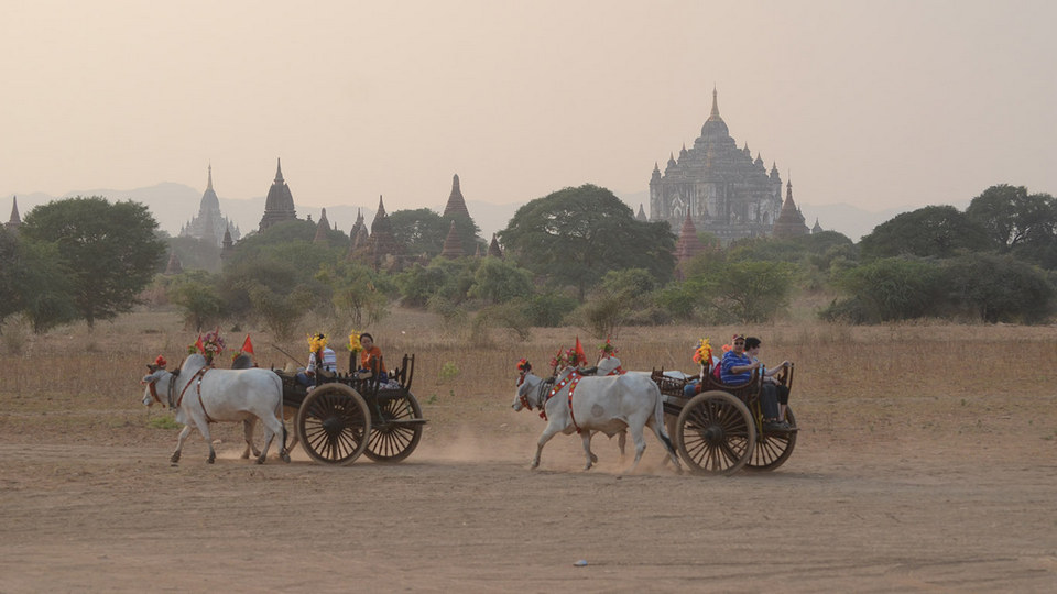 Tourists take bullock carts visiting around Bagan.