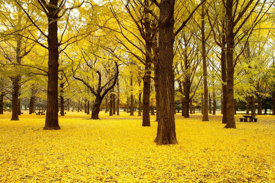 ginko tree Yoyogi Park tokyo