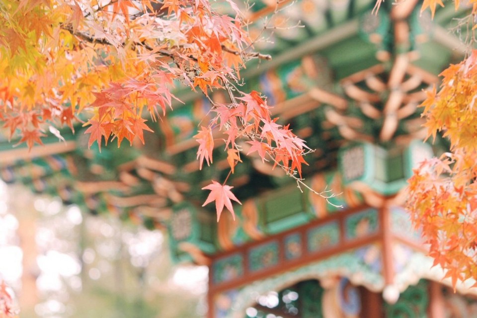 Changdeokgung Palace Autum Leaves in South Korea