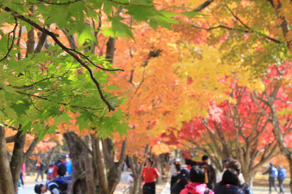 fall foliage forecast korea 2018 fall foliage korea 2018 when is autumn in korea (1)