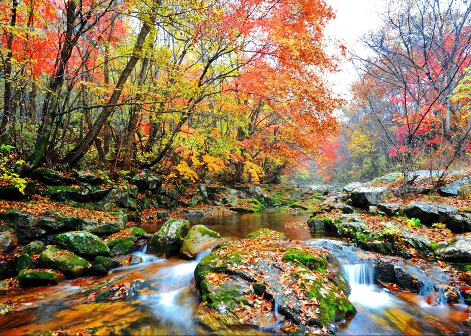 fall foliage forecast korea 2018 fall foliage korea 2018 when is autumn in korea (6)