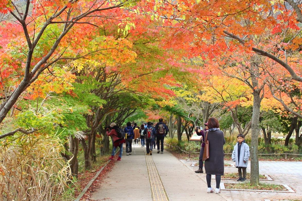 Naejangsan-national-park 1213