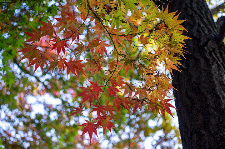 Nakseongdae's Garosu-gil Road autumn