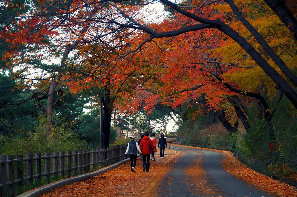 namsan autumn