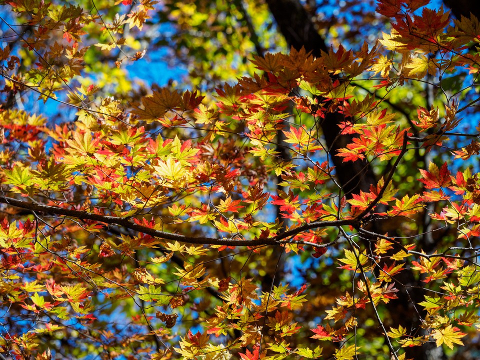 Gayasan National Park and Cheongdo Rail Bike Autumn Tour from Busan - KKday