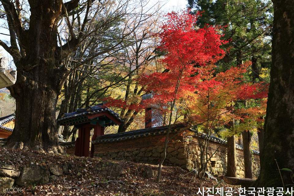 MountJiriScenicAutumnDayTourfromBusanbyKTOURSTORY