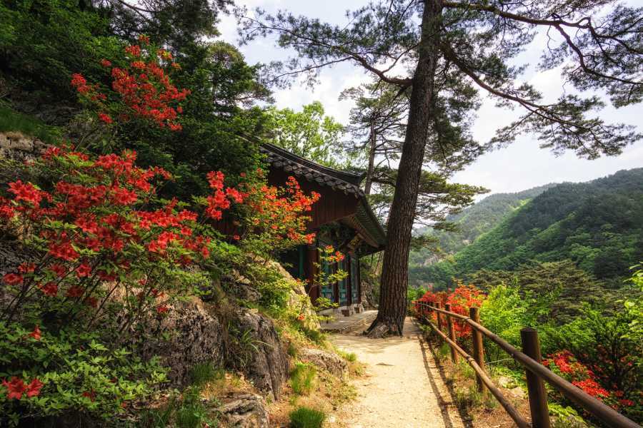 Odaesan National Park Autumn foliage korea